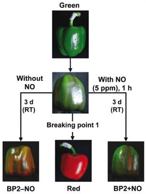 Superoxide Radical Metabolism in Sweet Pepper (Capsicum annuum L.) Fruits Is Regulated by Ripening and by a NO-Enriched Environment